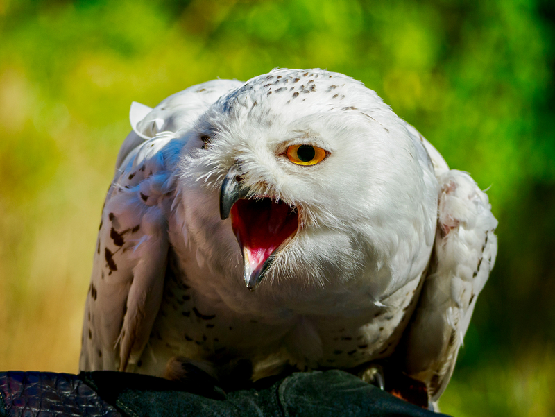 Birds10