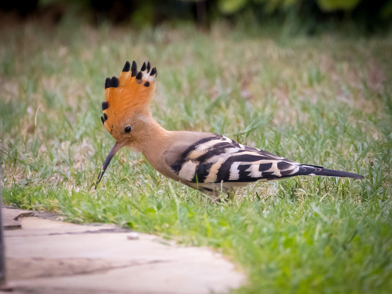 Birds2