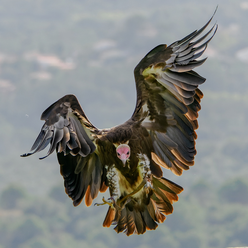Birds43
