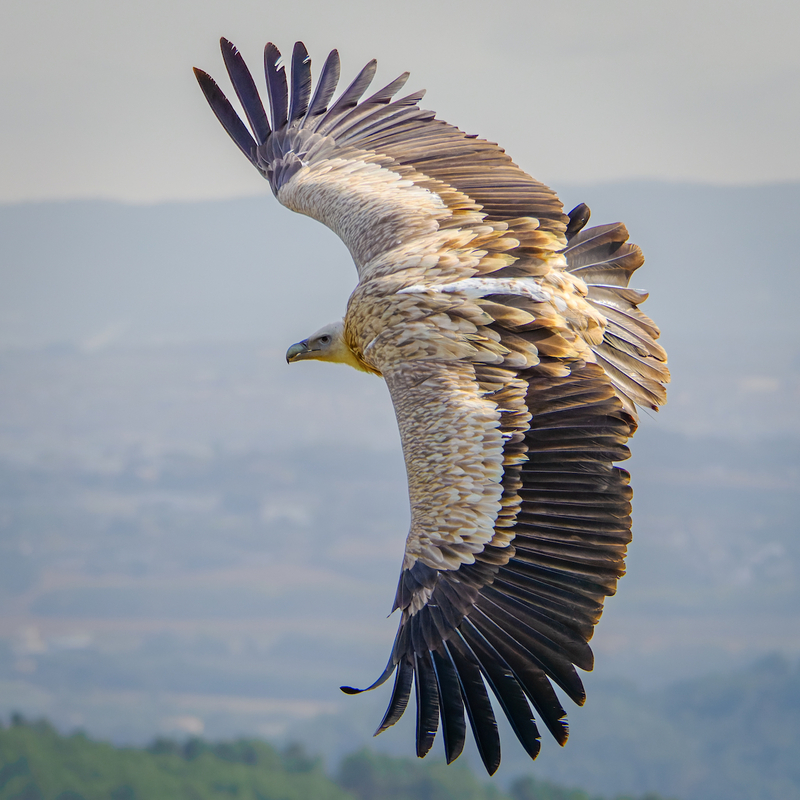 Birds44