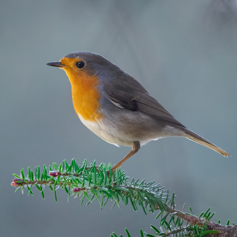 Birds48