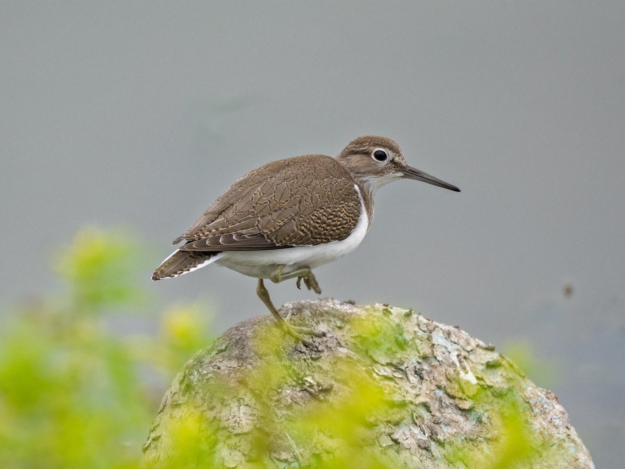 Common Sandpiper