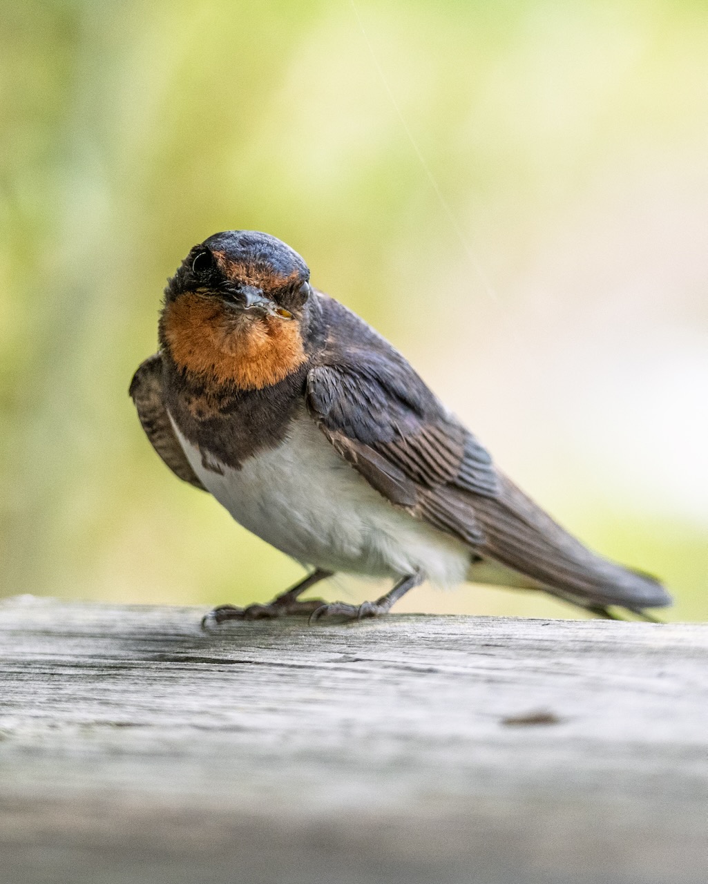 Curious swallow