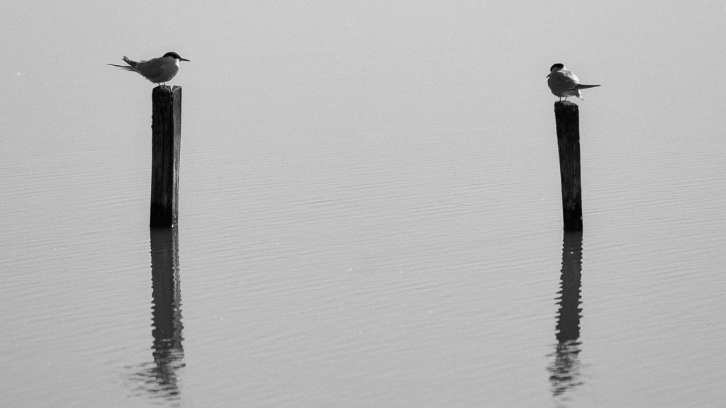 Posts